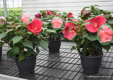 Deze kon je daar niet missen, de Hybiscus Magenta Extreme met bloemen van wel 25 cm doorsnede. Een winterharde tuinplant die niet alleen erg groot kan worden maar erg veel en erg grote bloemen zal geven.